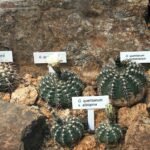 Gymnocalycium ochoterenae cactus met levendige groen en roze tinten.