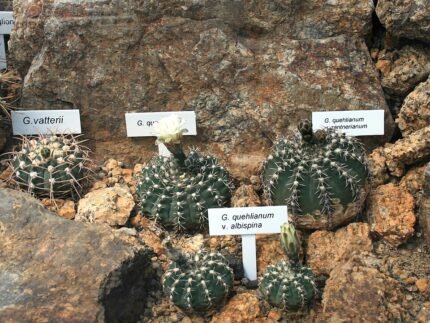 Gymnocalycium ochoterenae cactus met levendige groen en roze tinten.