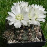 Gymnocalycium amerhauseri cactus met groene en roze stekelige stengels in een pot.
