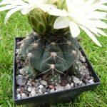 Gymnocalycium andreae cactus plant with green stems and pink flowers in pot.