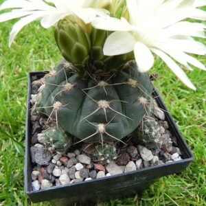 Gymnocalycium andreae cactus plant with green stems and pink flowers in pot.