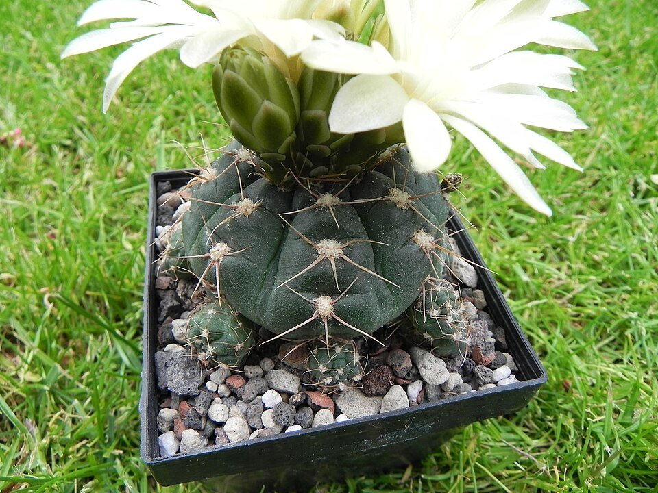 Gymnocalycium andreae cactus plant with green stems and pink flowers in pot.