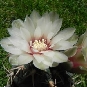 Gymnocalycium bayrianum cactus met roze bloemen in pot.