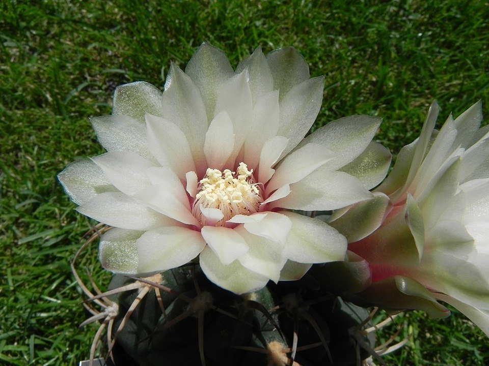 Gymnocalycium bayrianum cactus met roze bloemen in pot.