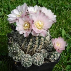 Gymnocalycium bruchii cactus met roze bloemen en stekels.