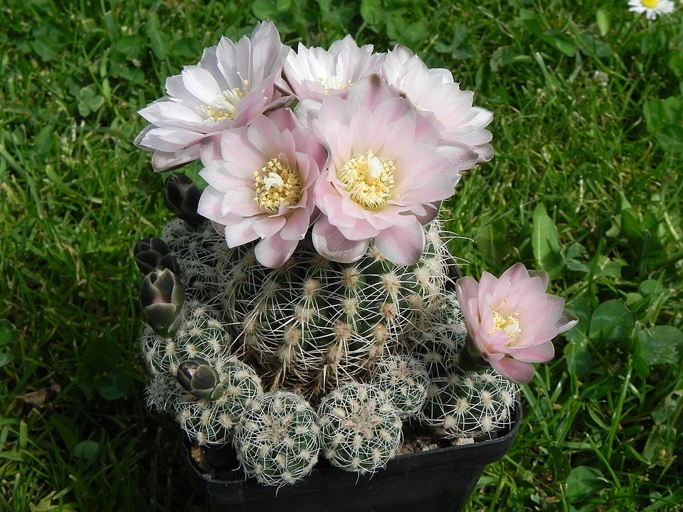 Gymnocalycium bruchii cactus met roze bloemen en stekels.
