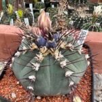 Gymnocalycium cabreraense cactus met groene stekels en paarse bloemen.