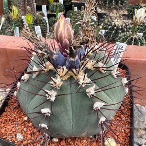 Gymnocalycium cabreraense cactus met groene stekels en paarse bloemen.