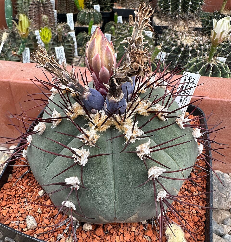 Gymnocalycium cabreraense cactus met groene stekels en paarse bloemen.