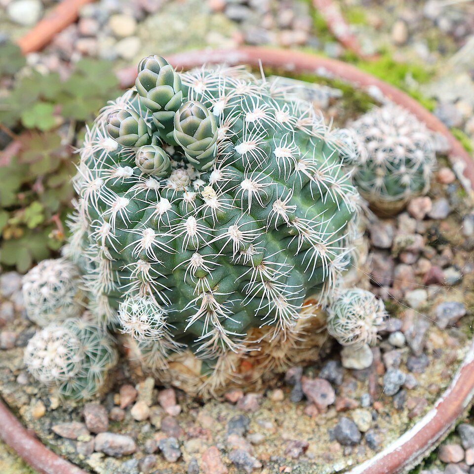 Gymnocalycium calochlorum cactus in white pot on table.