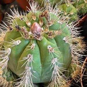 Gymnocalycium chacoense cactus met roze bloemen in bloei.