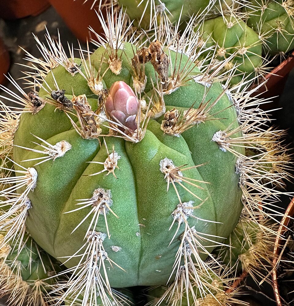 Gymnocalycium chacoense cactus met roze bloemen in bloei.
