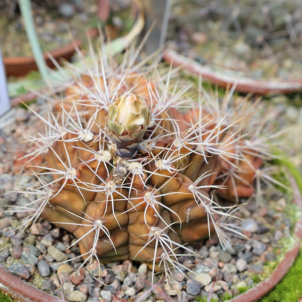 Gymnocalycium chiquitanum cactus met heldere roze bloemen.