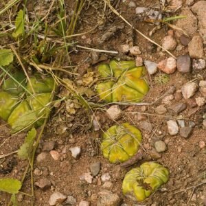 Gymnocalycium denudatum cactus met roze bloem in pot.