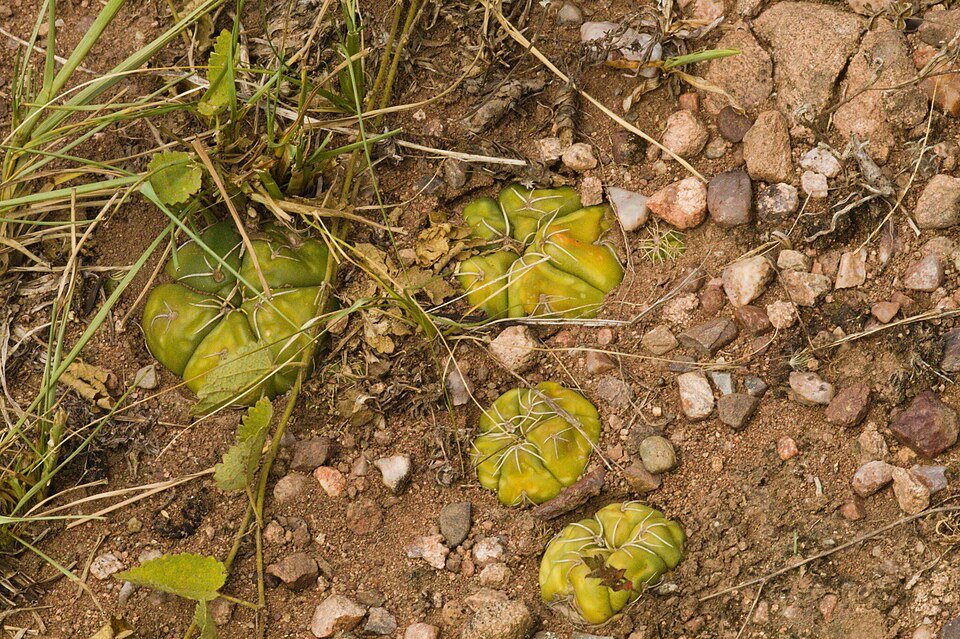Gymnocalycium denudatum cactus met roze bloem in pot.