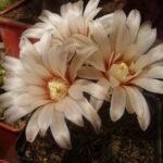 Gymnocalycium erinaceum cactus met pluizige witte stekels en roze bloemen in bloei.