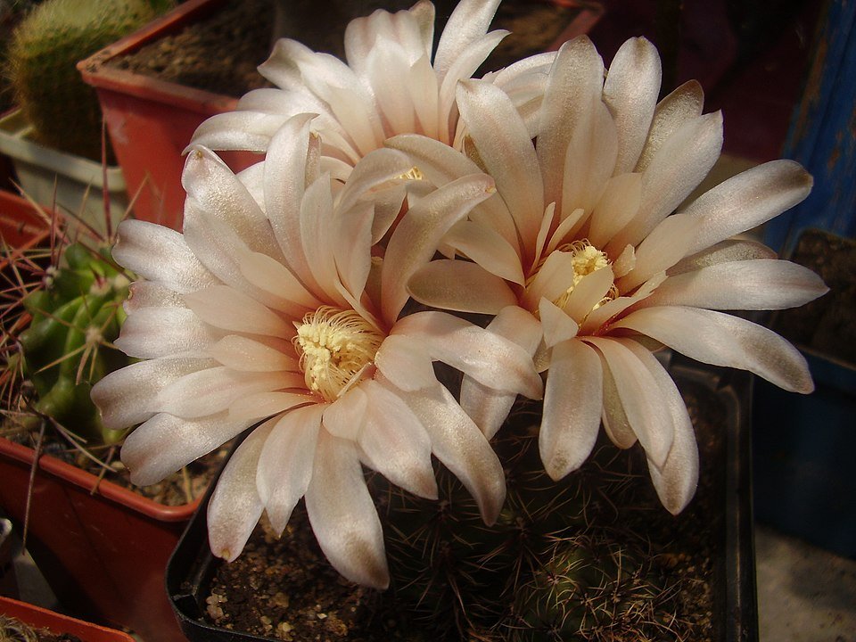 Gymnocalycium erinaceum cactus met pluizige witte stekels en roze bloemen in bloei.