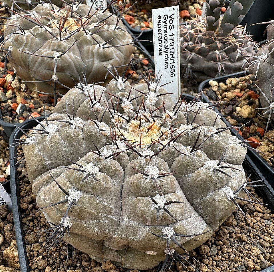 Kleine Gymnocalycium esperanzae cactusplant met roze bloemknoppen in pot.