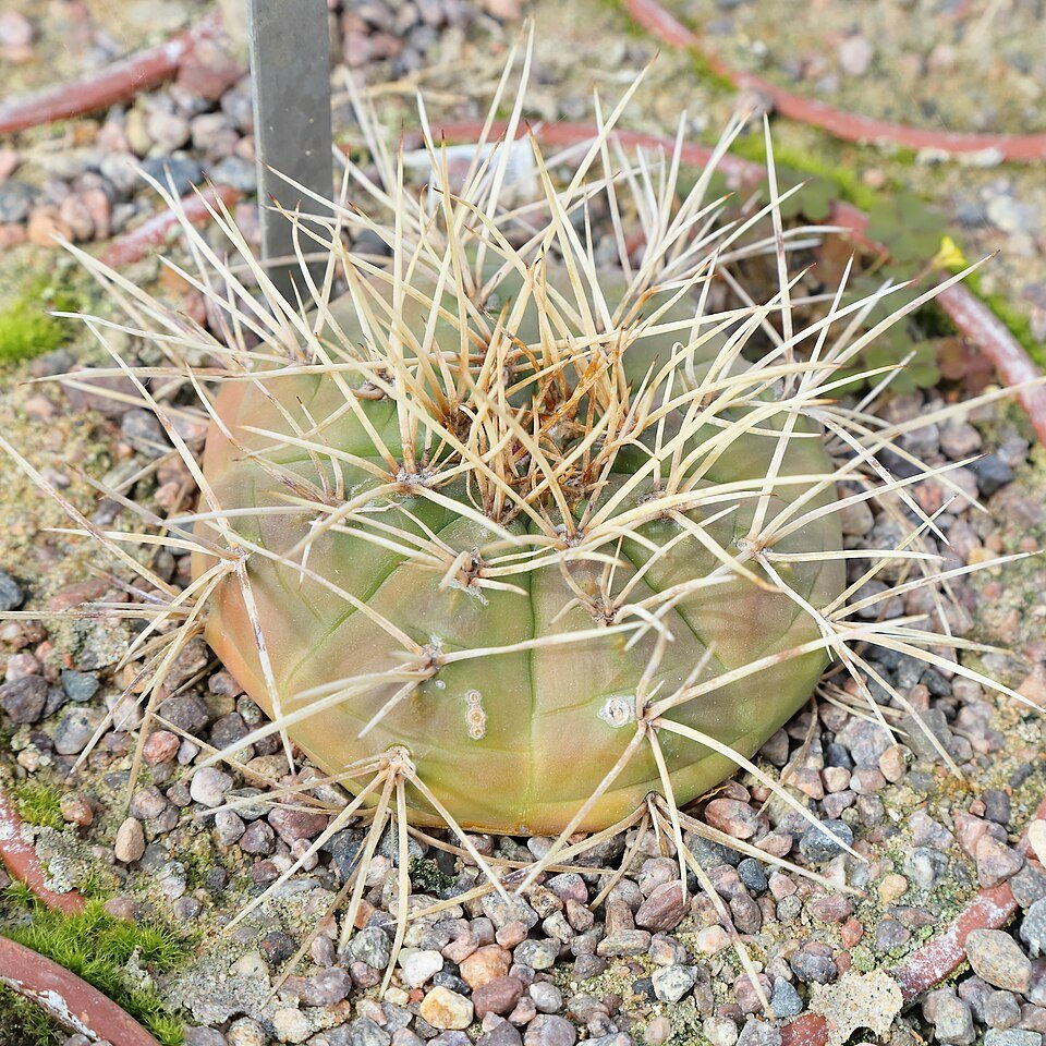 Purple flowering Gymnocalycium eurypleurum cactus on stone background.