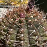 Gymnocalycium paraguayense cactus met roze bloemen en groene stelen op vage achtergrond.
