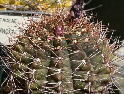 Gymnocalycium paraguayense cactus met roze bloemen en groene stelen op vage achtergrond.