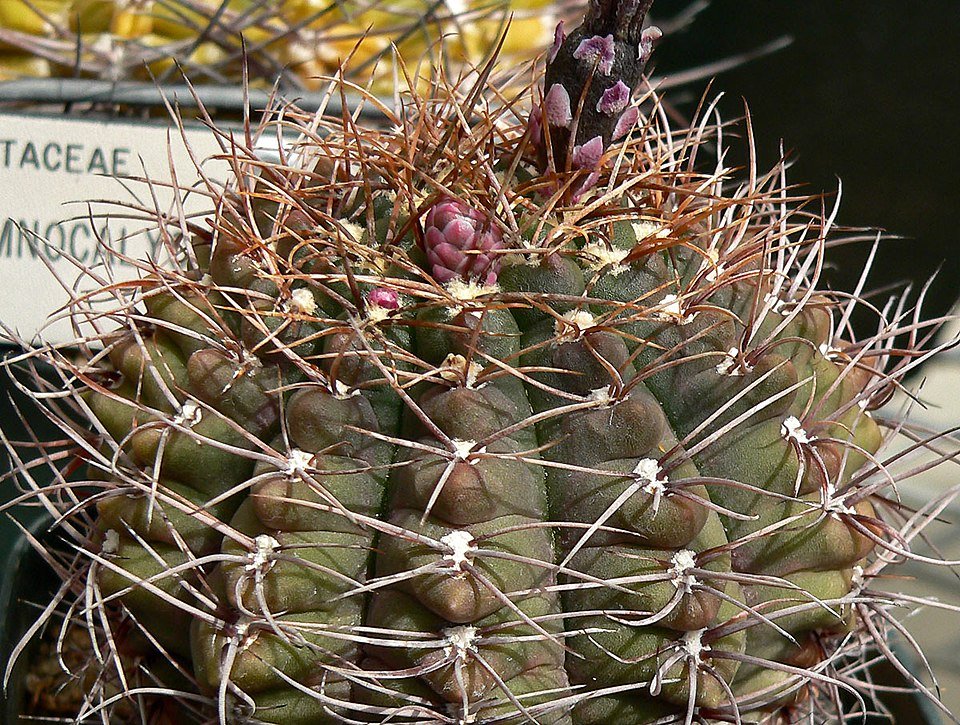 Gymnocalycium paraguayense cactus met roze bloemen en groene stelen op vage achtergrond.