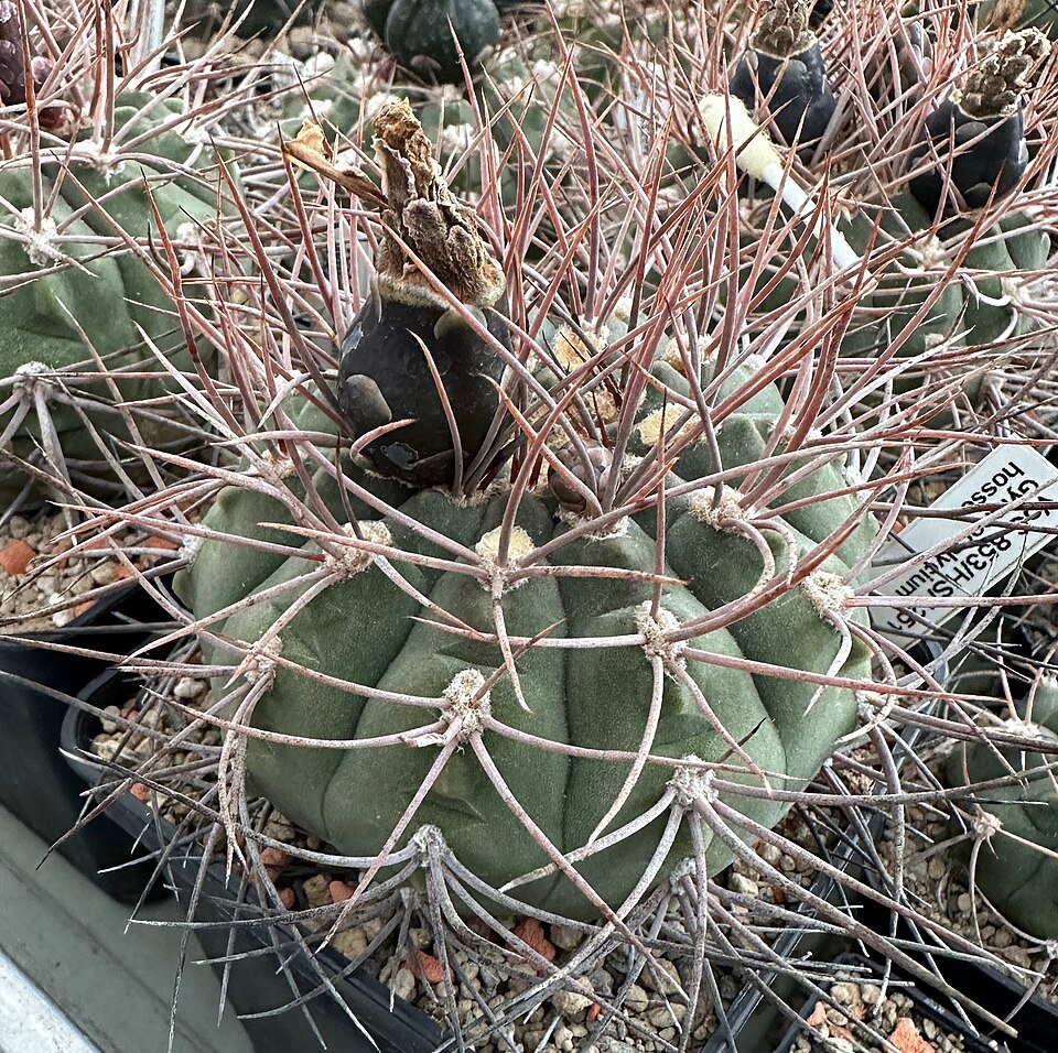 Gymnocalycium hossei cactus plant met groene cilindrische lichaam en witte bloemen.