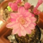 Kleine Gymnocalycium mihanovichii cactus in bloei.