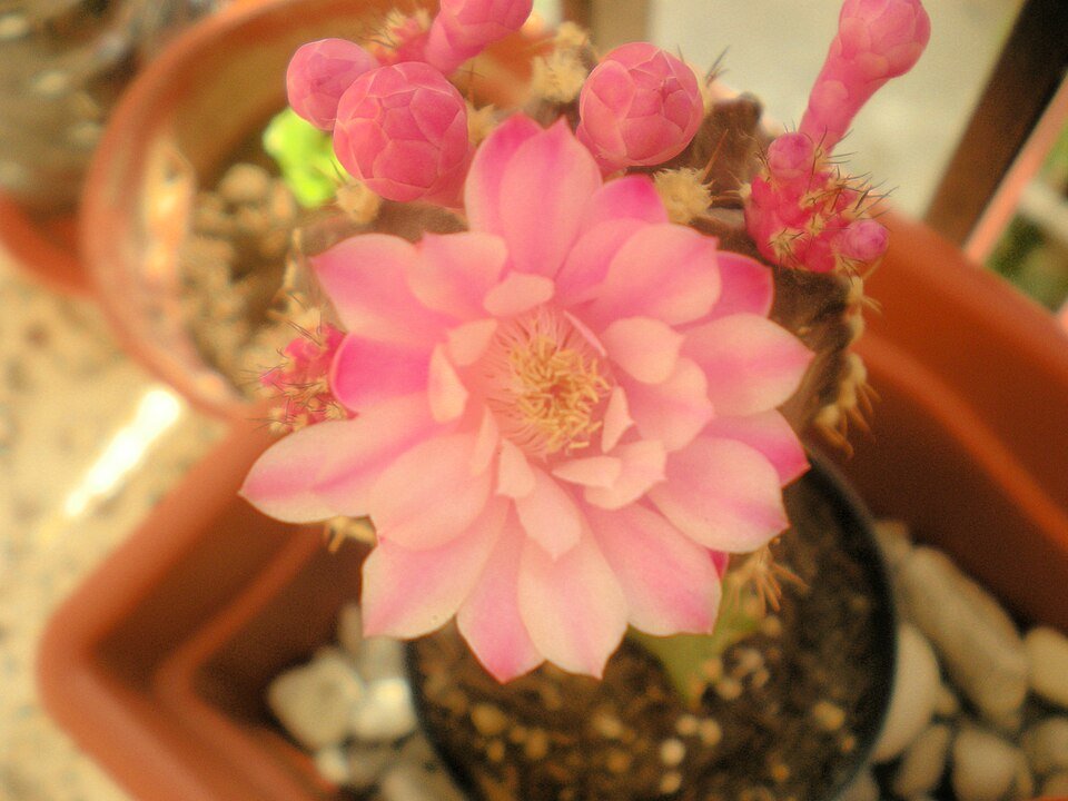 Kleine Gymnocalycium mihanovichii cactus in bloei.