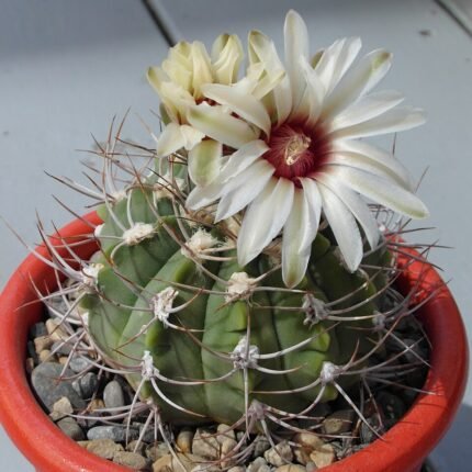 Dark green cactus with red flowers in pot.