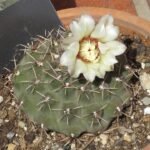 Kleine bolvormige cactus met paarse bloemen en groene stekels.