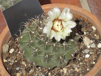 Kleine bolvormige cactus met paarse bloemen en groene stekels.