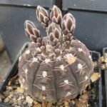 Gymnocalycium ragonesei cactus met lichtgroen lichaam en witte stekels.