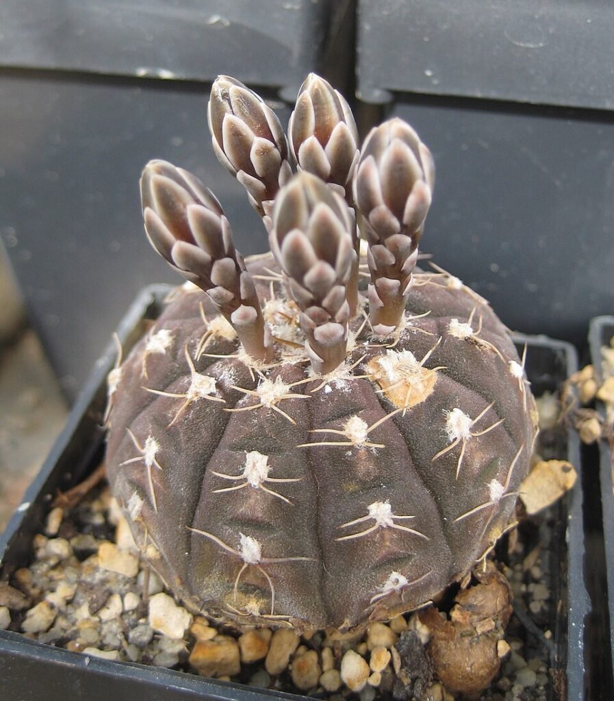 Gymnocalycium ragonesei cactus met lichtgroen lichaam en witte stekels.