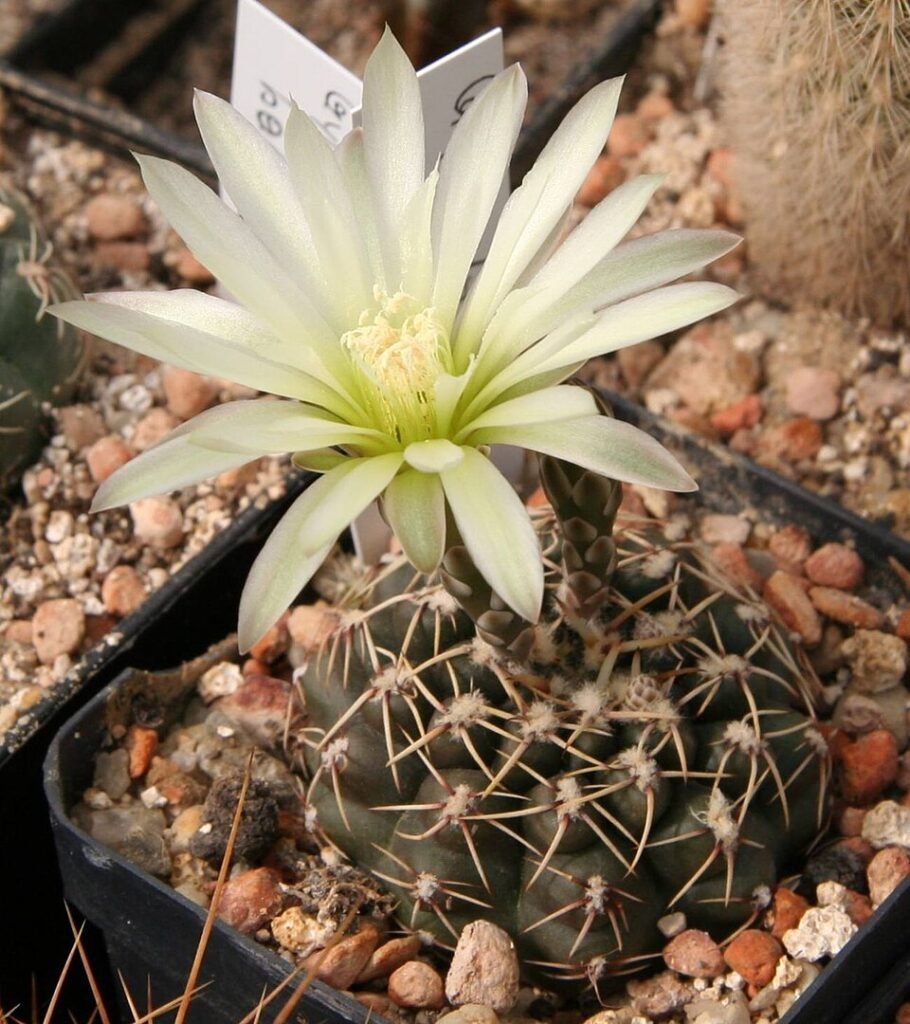 Gymnocalycium schroederianum cactus met rode stekels en gele bloem.