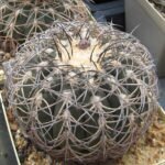 Gymnocalycium spegazzinii cactus met heldere stekels op witte achtergrond.
