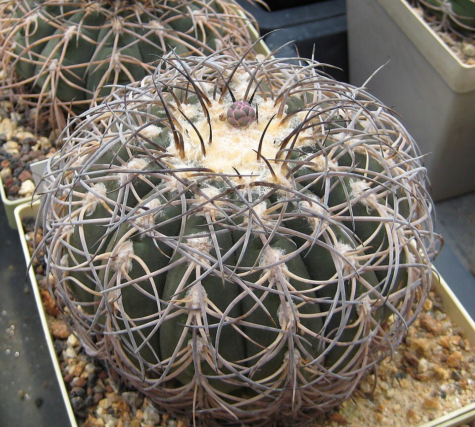 Gymnocalycium spegazzinii cactus met heldere stekels op witte achtergrond.