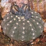 Gymnocalycium stellatum cactus met heldergroene ribben en witte doornen.