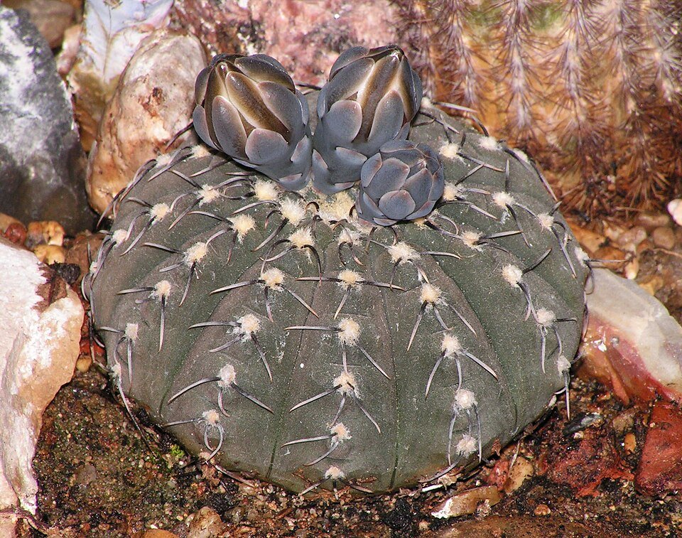 Gymnocalycium stellatum cactus met heldergroene ribben en witte doornen.