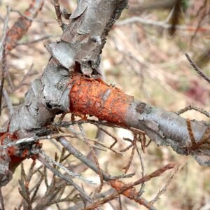 Gymnosporangium clavipes plant met groene bladeren en rode vruchten in schaduw.
