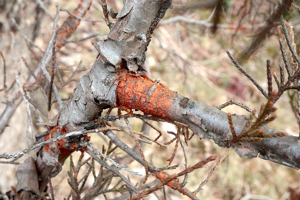 Gymnosporangium clavipes plant met groene bladeren en rode vruchten in schaduw.