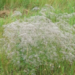 Gipskruid bloeiende plant met witte bloemen.