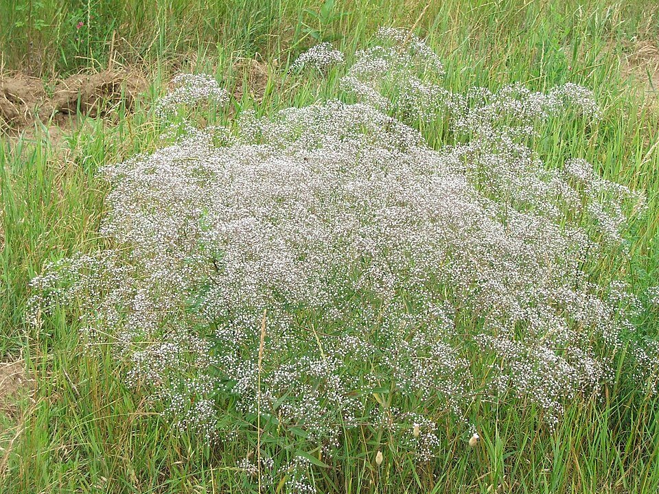 Gipskruid bloeiende plant met witte bloemen.