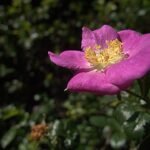 Kleine witte bloemen van Rosa pisocarpa op donkergroen blad.