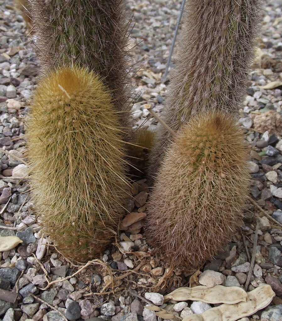Kleurrijke Haageocereus versicolor cactus met groene stekels en heldere bloemen.