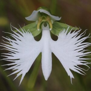 Pecteilis radiata orchidee bloem met witte bloemblaadjes en gele centrum.