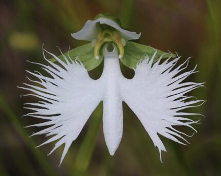 Pecteilis radiata orchidee bloem met witte bloemblaadjes en gele centrum.