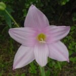 Habranthus robustus bloeiende bloem in levendige paarse kleur.