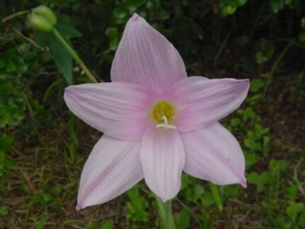 Habranthus robustus bloeiende bloem in levendige paarse kleur.