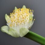 Haemanthus albiflos bloem met witte bloemblaadjes en groene bladeren.